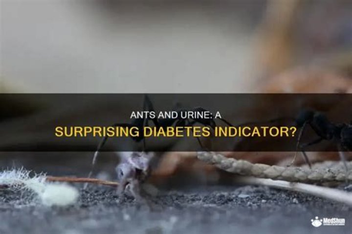 Does ants on urine mean diabetes?