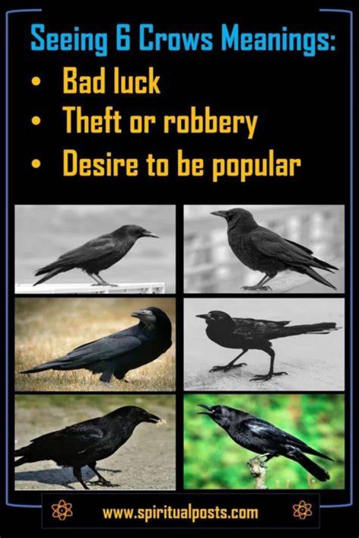 Does black birds mean bad luck?