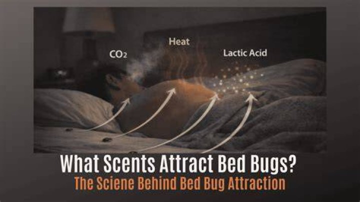 Does body odor attract bed bugs?