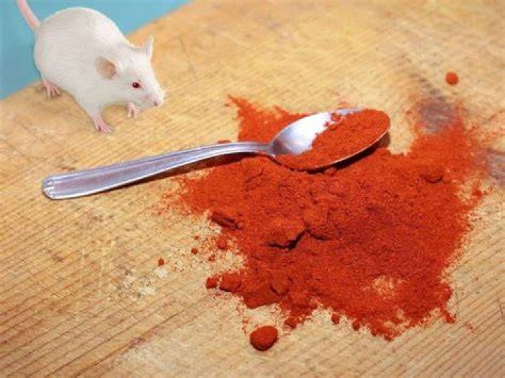 Does cayenne pepper bother rats?