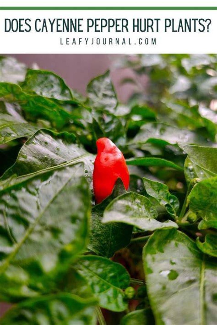Does cayenne pepper hurt soil?