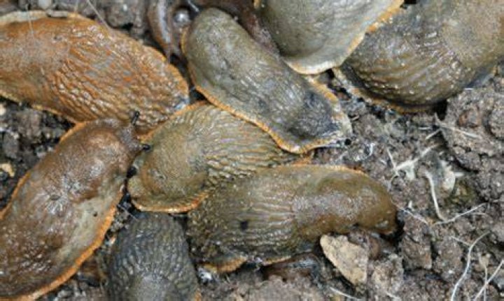 Does chipped bark deter slugs?
