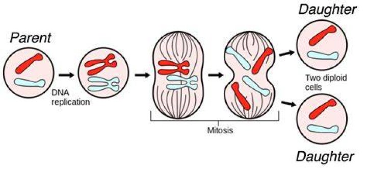 Does DNA copied before mitosis 2?