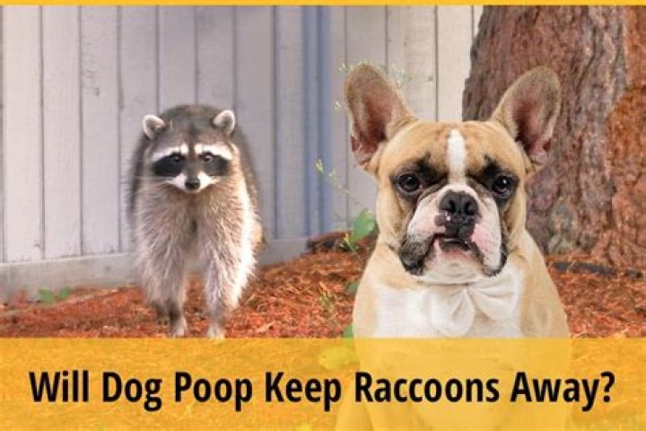 Does dog pee keep raccoons away?