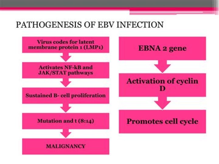 Does EBV cause muscle pain?