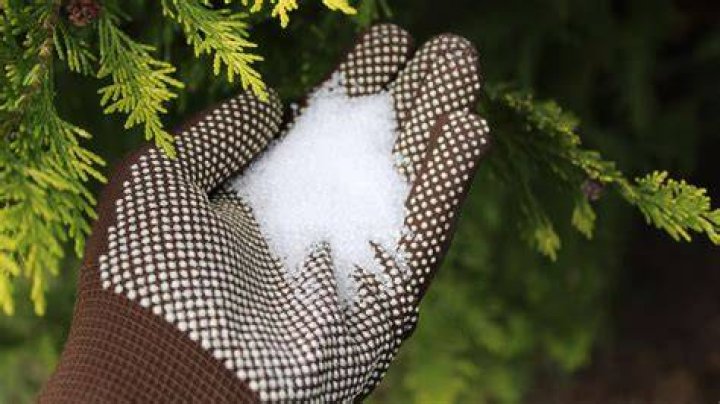 Does Epsom salt keep deer away?