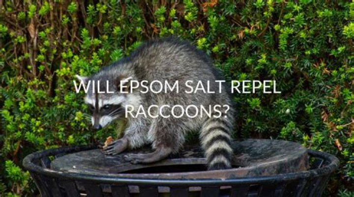 Does Epsom salt keep raccoons away?