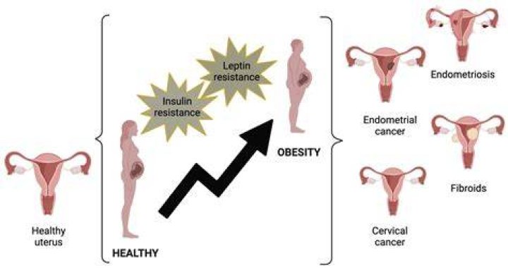 Does fat protect the uterus?