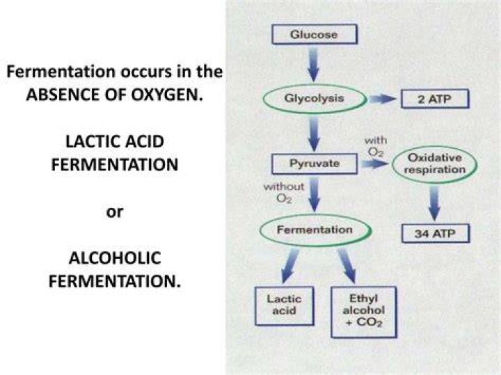 Does fermentation require sunlight?