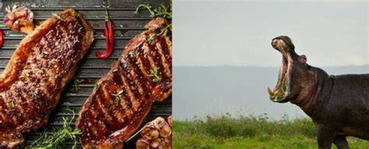 Does hippo taste like pork?