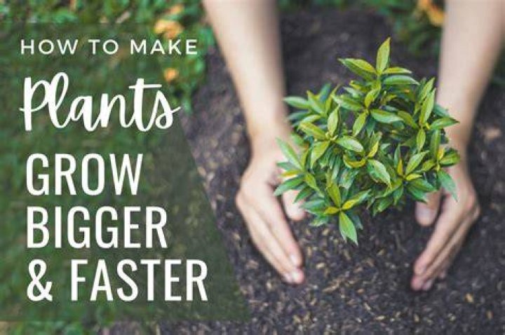 Does ibuprofen help plants grow?