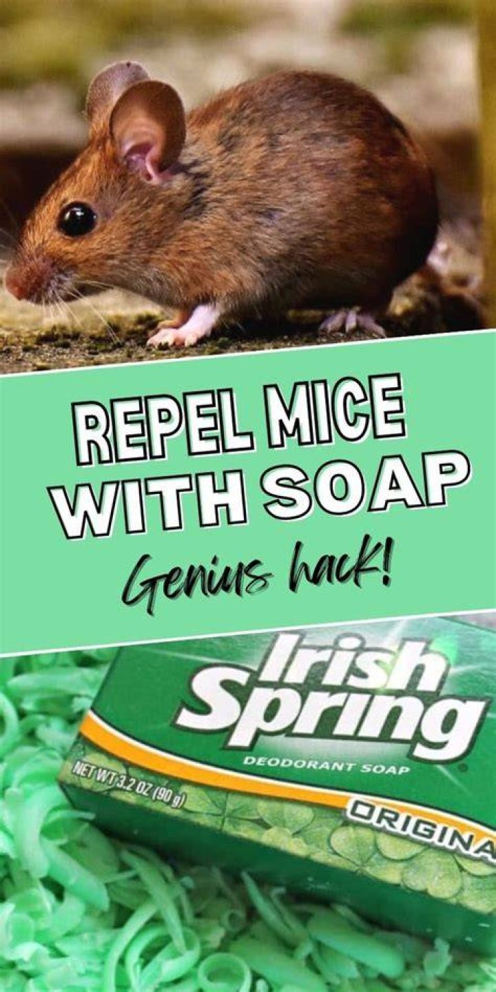 Does Irish Spring deter mice?