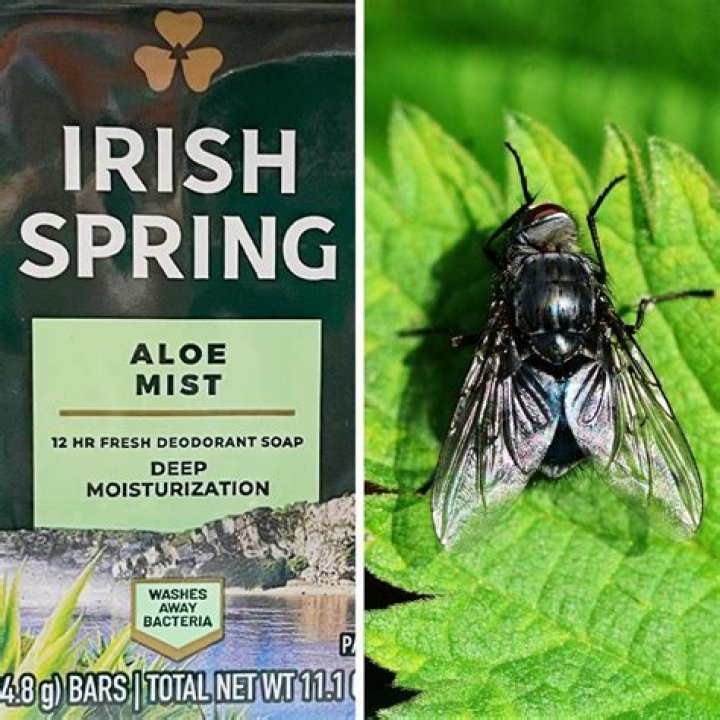 Does Irish Spring soap keep flies away?
