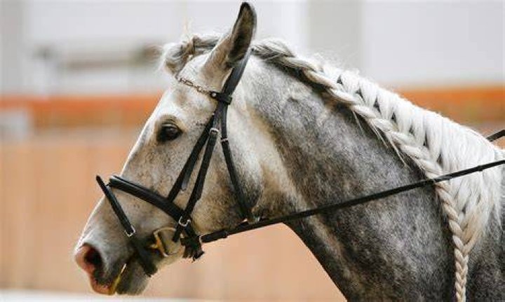 Does it hurt to braid a horse's mane?