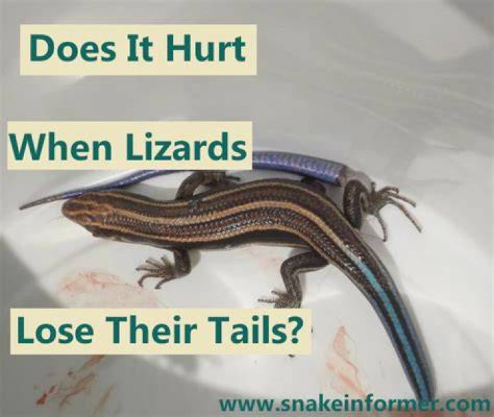 Does it hurt when a lizard loses its tail?