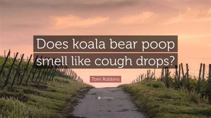 Does koala poop smell?
