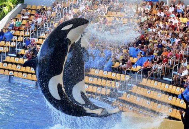 Does Loro Parque still have orcas?