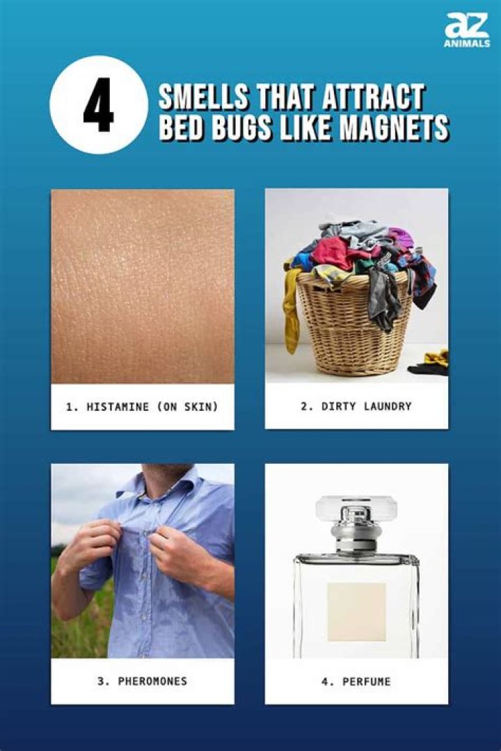 Does making your bed attract bed bugs?