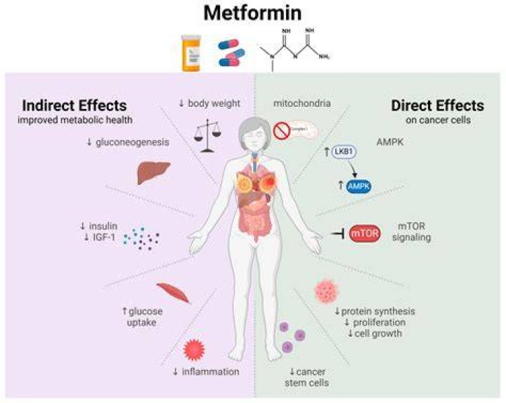 Does metformin extend life?