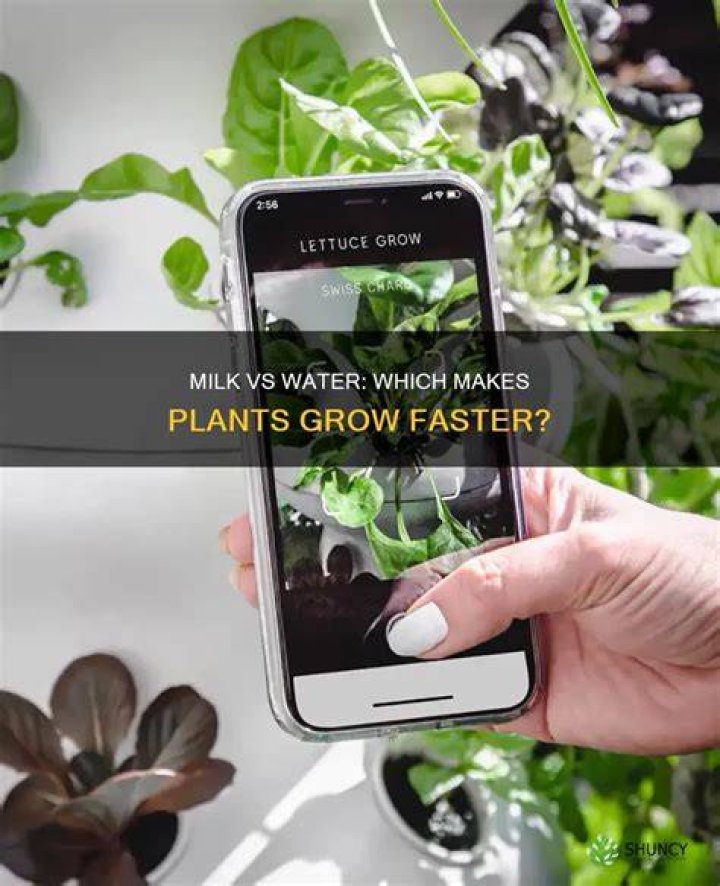 Does milk help plants grow faster than water?