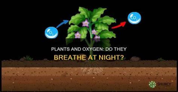 Does moss give off oxygen?