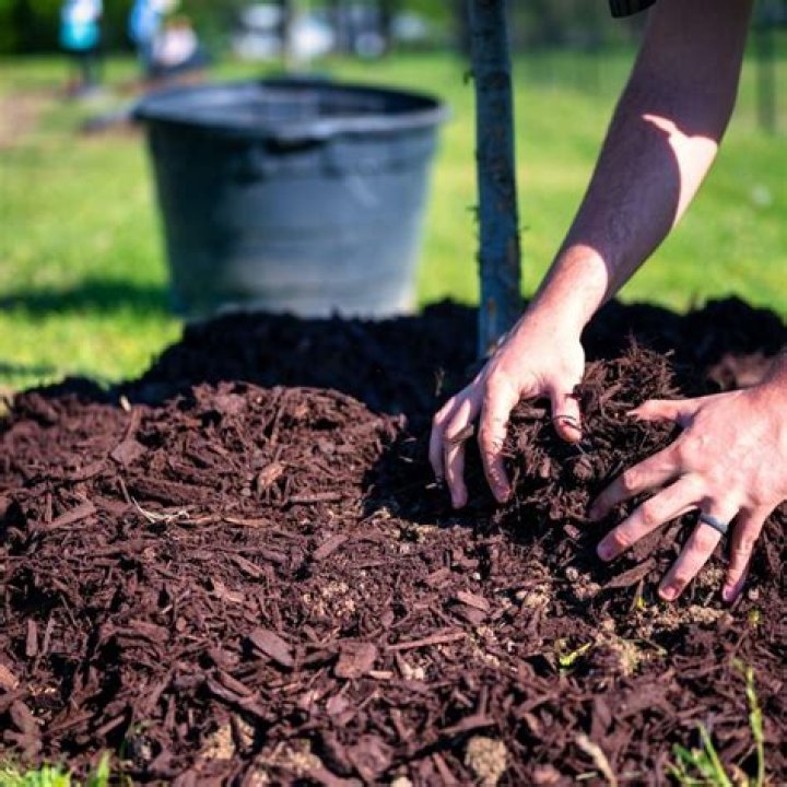 Does mulch Keep soil moist?