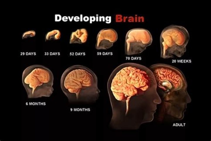 Does my brain grow?