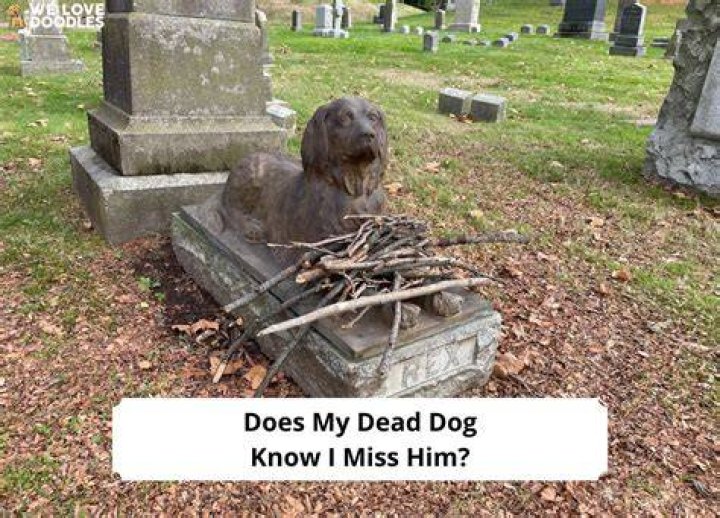 Does my dog know our other dog has passed?