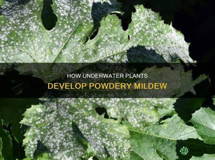 Does Overhead watering cause powdery mildew?