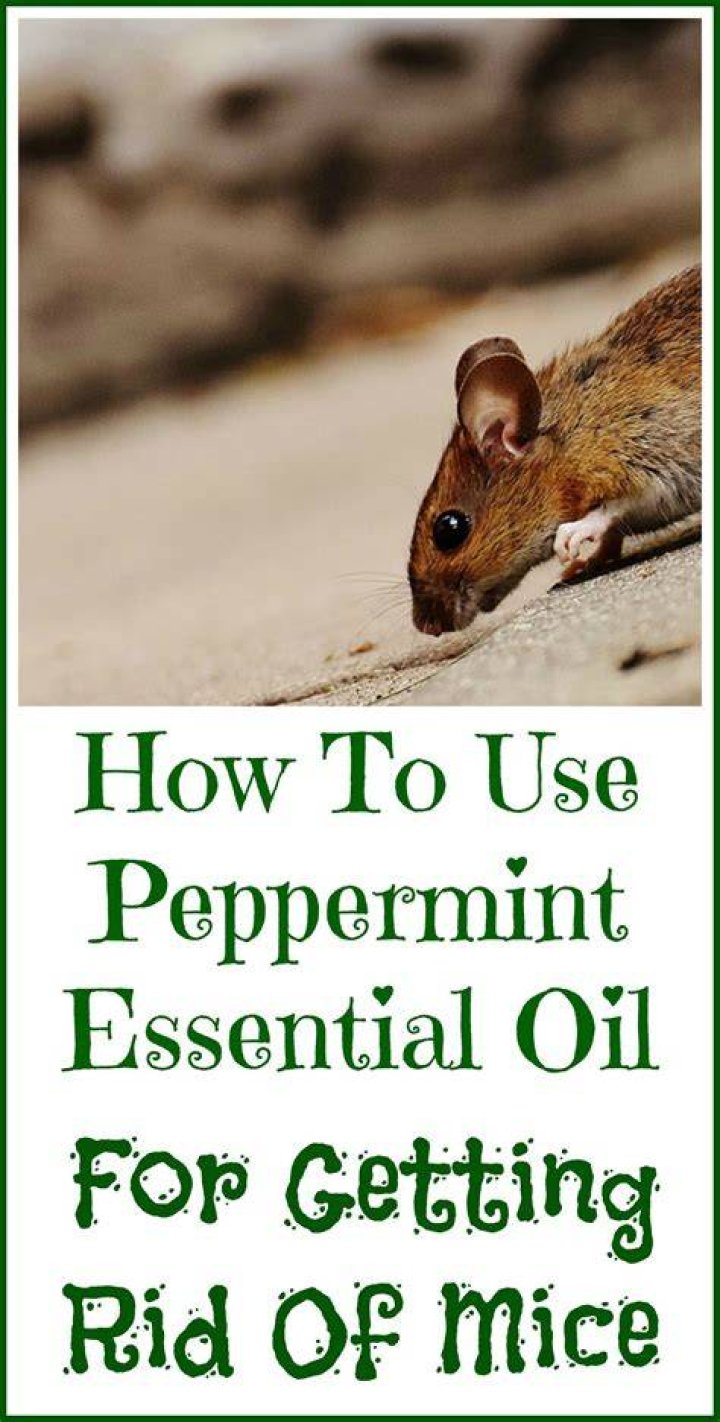 Does peppermint and cinnamon keep mice away?