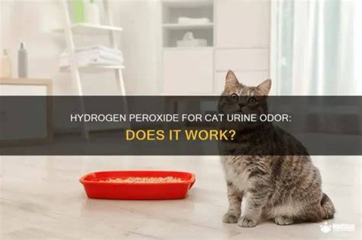 Does peroxide remove cat urine odor?
