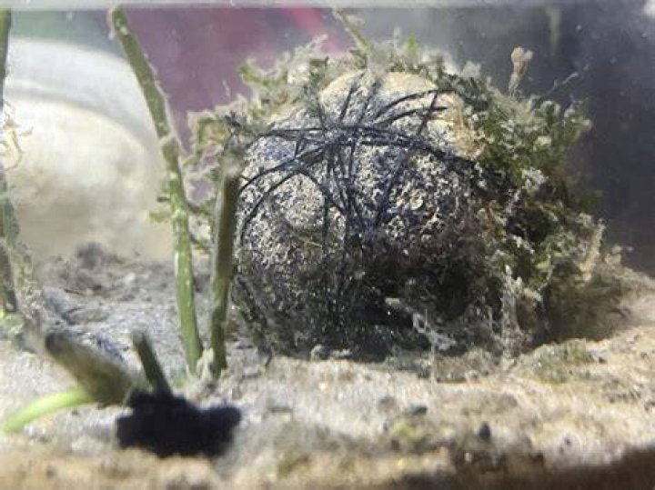 Does Petco have moss balls?