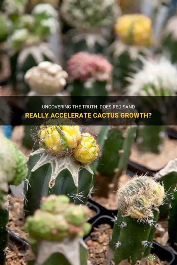Does red sand grow cactus faster?