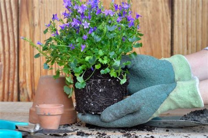 Does repotting hurt plants?