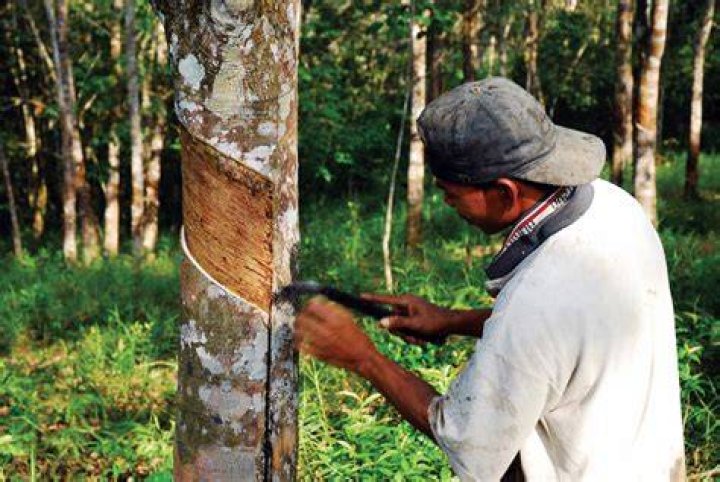 Does rubber tapping cause deforestation?