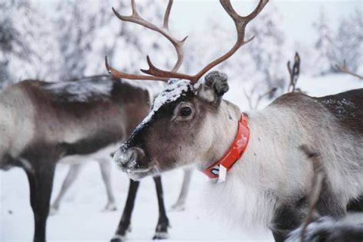 Does Santa have a son?