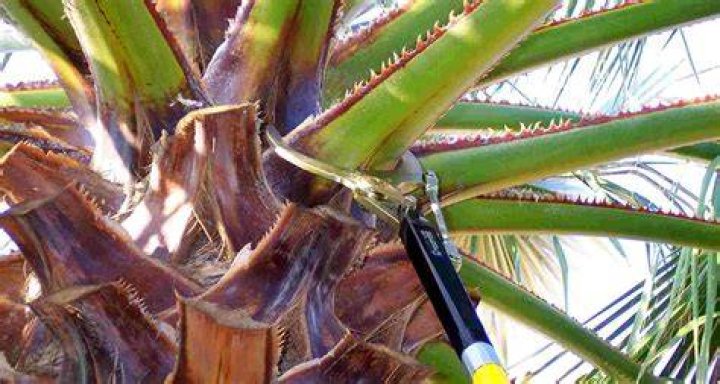 Does trimming palm trees make them grow faster?