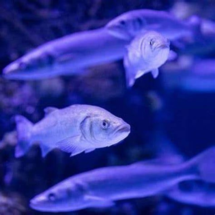Does TV light bother fish?