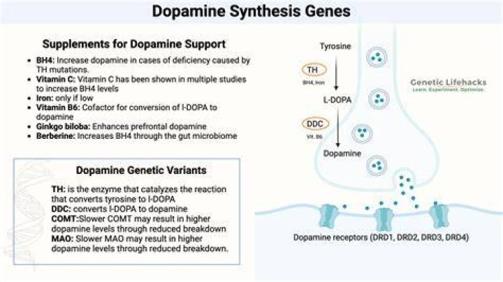 Does vitamin B12 increase dopamine?