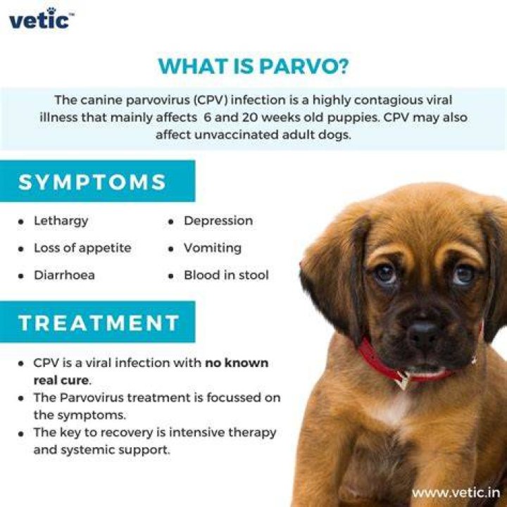 Does water wash away parvo?