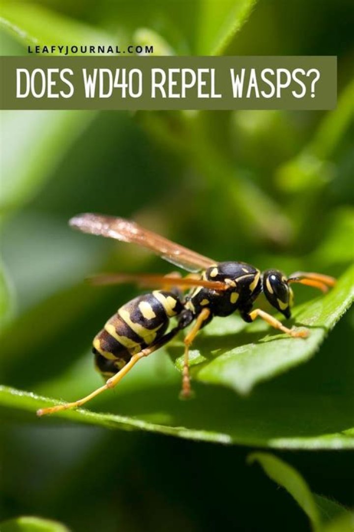 Does wd40 deter wasps?