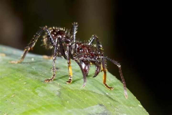 Has anyone ever been killed by ants?