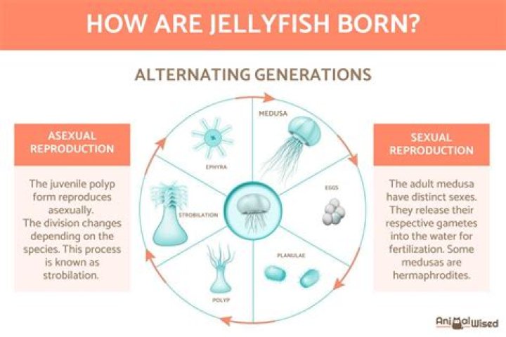 How are jellyfish born?