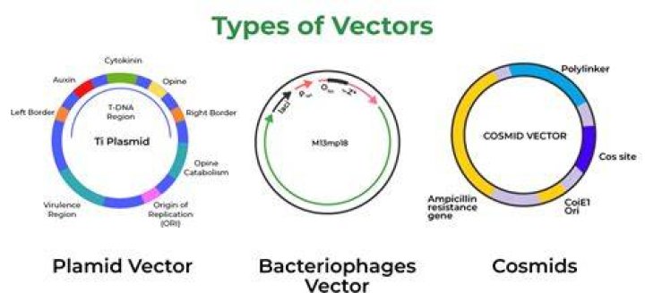 How are vectors different from hosts?