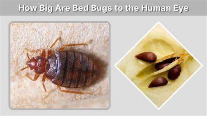 How big are bed bugs to the human eye?