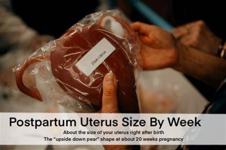 How big is the uterus 2 weeks postpartum?