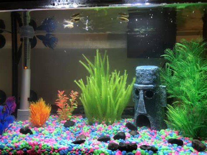 How can I entertain my fish?