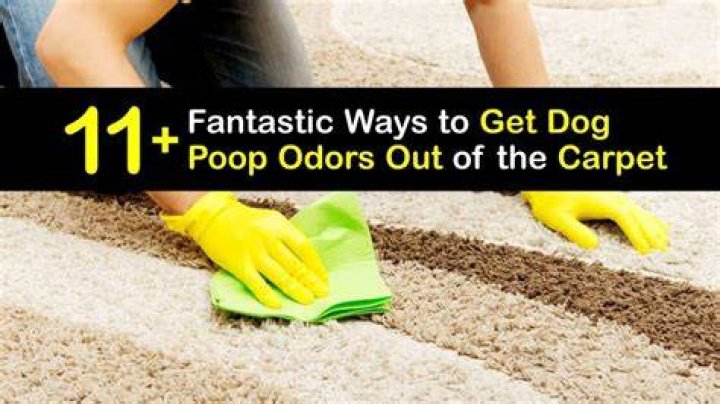 How can I get my dog to stop pooping on the carpet?