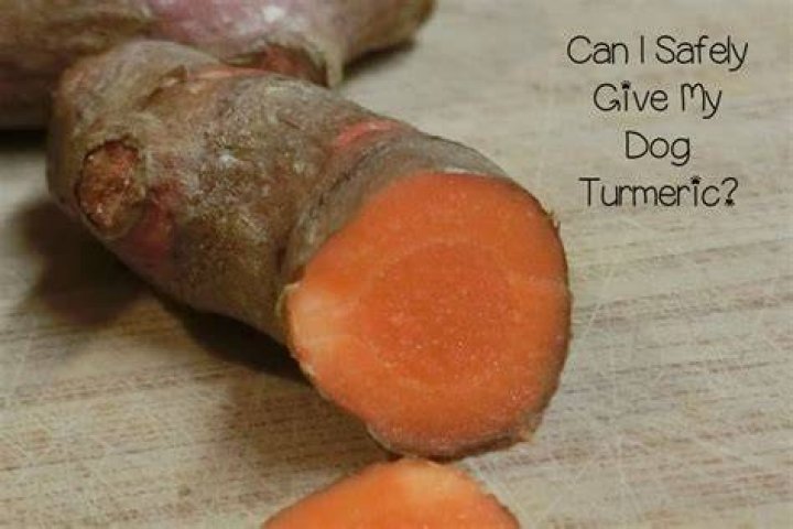 How can I give my dog turmeric?