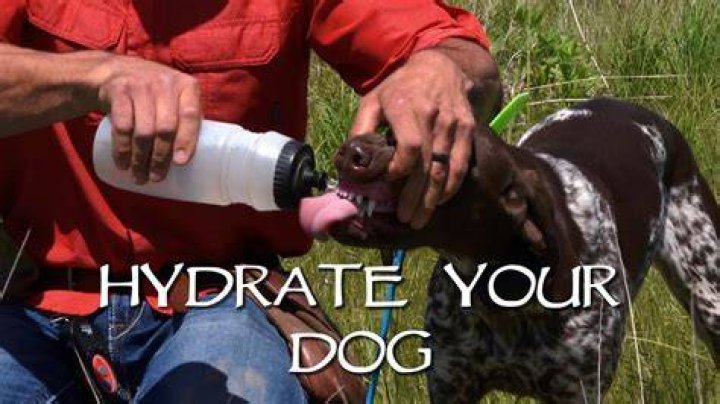 How can I hydrate my dog quickly?